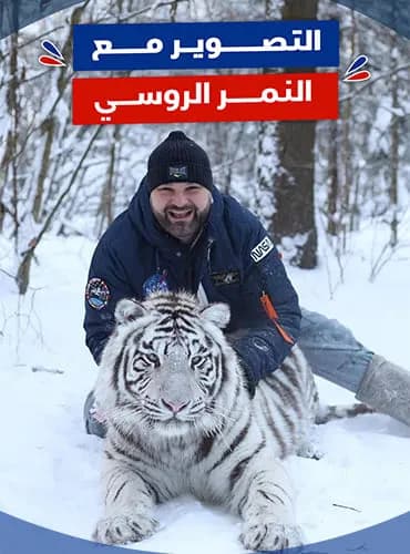 التصوير مع النمر الروسي