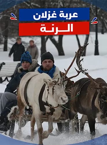 عربة غزلان الرنة